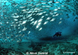 Flamingo Wall, Lanzarote, Spain. Always huge schools of fish by Alexia Dunand 